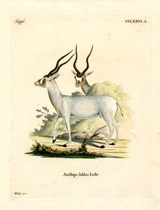 Addax Antilope (farvet gravering) af German School