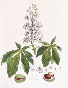 Aesculus Hippocastanum af German School