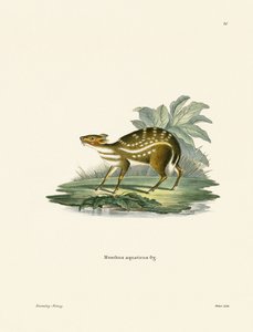 Afrikansk Chevrotain (farvet gravering) af German School