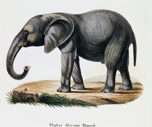 Afrikansk elefant (Elephas africanus), fra pattedyr illustreret fra naturen med beskrivelser, af Johann Christian Daniel von Schreber (1739-1810), gravering af IC Bock efter tegning af A Fleischmann, Tyskland af German School