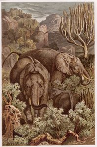 African Elephant, tallerken fra Brehms Dyreliv: Generel viden om Dyrenes rige, bind 3, s. 9, udgivet af Bibliografisk Institut, 1891 af German School