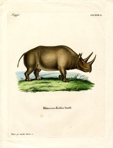 Afrikansk næsehorn (farvet indgravering) af German School