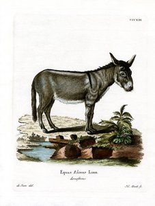 African Wild Ass (farvet gravering) af German School