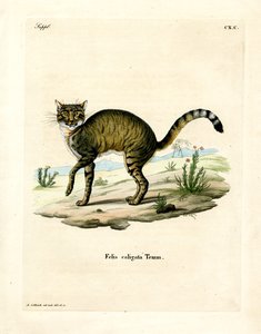 African Wildcat (farvet gravering) af German School