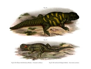 Agama (farvemedlemmer) af German School