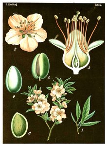 Mandel (Prunus Amygdalus) ca. 1890 (kromolitografi) af German School