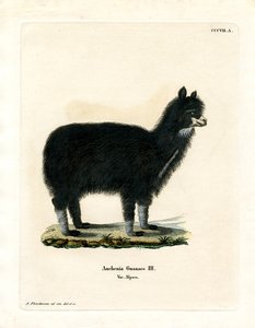 Alpaca (farvet gravering) af German School