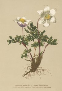 Alpine Anemone (Anemone alpina, Pulsatilla alpina) af German School