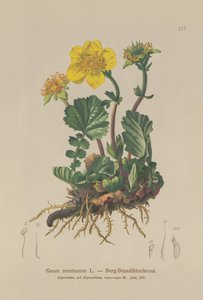 Alpine Avens (Geum montanum) af German School
