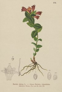 Alpine Bartsia (Bartsia alpina) af German School
