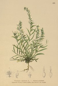 Almindelig skidtpotte (Thesium alpinum) af German School
