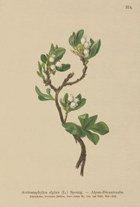 Bjørnebær (Arctostaphylos alpina, Arctostaphylos alpinus) af German School
