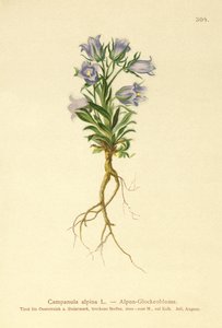 Almindelig klokkeblomst (Campanula alpina) af German School