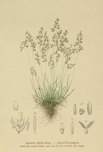 Almindelig Almgræs (Agrostis alpina, Aira flavescens) af German School