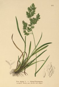 Almindelig Almgræs (Poa alpina) af German School
