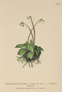 Almindelig smørhat (Pinguicula flavescens, Pinguicula alpina) af German School