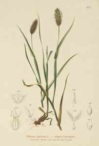 Almindelig kattehale (Phleum alpinum) af German School
