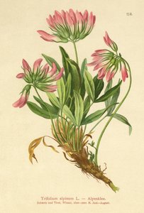 Alpekløver (Trifolium alpinum) af German School