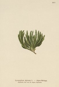 Alpin klumpfod (Lycopodium alpinum, Diphasiastrum alpinum) af German School