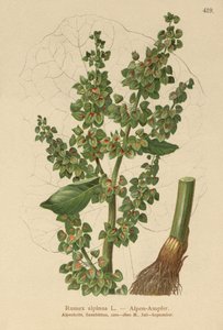 Almindelig havtorn (Rumex alpinus) af German School