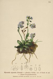 Alpeforglemmigej (Myosotis alpestris, Myosotis silvatica) af German School