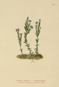 Alpin Ensian (Gentiana nivalis) af German School