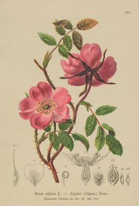 Almindelig hækrose (Rosa alpina, Rosa pendulina) af German School