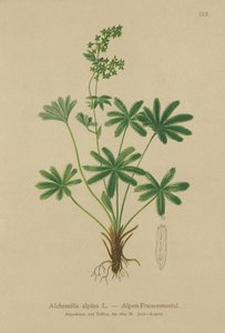 Alpin Ladys-Mantle (Alchemilla alpina) af German School