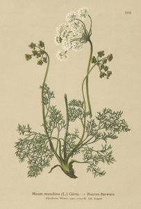 Alpeurt (Meum mutellina, Ligusticum mutellina) af German School