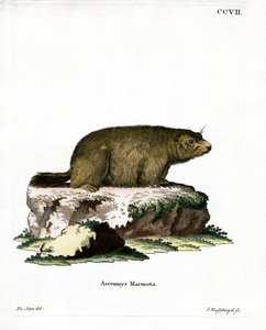 Alpine murmeldyr (farvet gravering) af German School