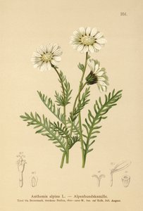 Almindelig majgræs (Anthemis alpina, Achillea oxyloba subsp. schuri) af German School