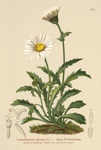 Alpine Moon Daisy (Leucanthemum alpinum, Leucanthemopsis alpina, Chrysanthemum alpinum, Tanacetum alpinum) af German School