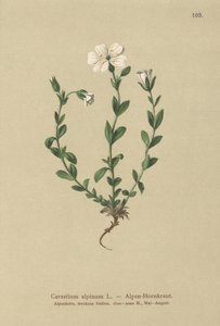 Alpin musear (Cerastium alpinum) af German School