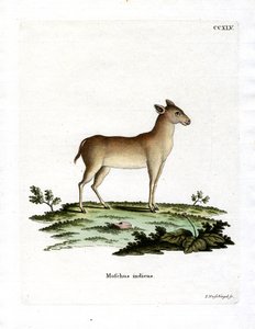 Alpine moskushjort (farvet gravering) af German School
