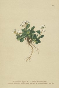 Almindelig bjergkarse (Cardamine alpina) af German School