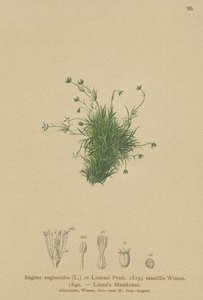 Alpine perleurt (Sagina saginoides, Sagina linnaei, Sagina saxatilis) af German School