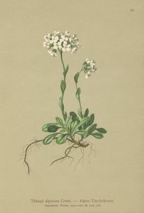 Almindelig Pennykrys (Thlaspi alpinum, Noccaea alpestris subsp. alpestris, Thlaspi minimum, Noccaea crantzii, Thlaspi kerneri, Thlaspi alpinum var. kerneri, Thlaspi alpestre) af German School