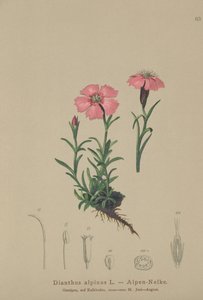 Alpine Pink (Dianthus alpinus) af German School