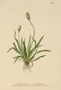 Alpeplantain (Plantago alpina) af German School