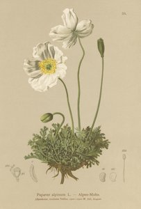 Alpeblomst (Papaver alpinum, subsp. alpinum) af German School