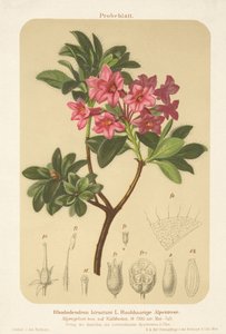 Alpe-rose (Rhododendron hirsutum) af German School