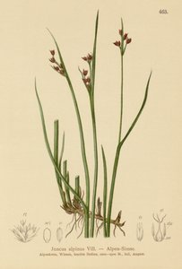 Almindelig rype (Juncus alpinus, Juncus alpinoarticulatus) af German School