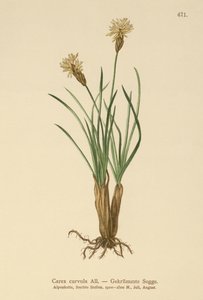 Alpe-sedge (Carex curvula) af German School