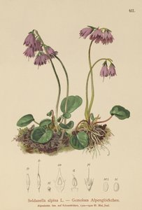 Alpin sneklokke (Soldanella alpina) af German School