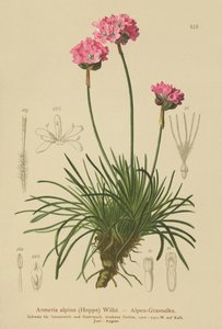 Almindelig Trifli (Armeria alpina) af German School