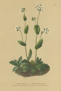 Almindelig Vægkarse (Arabis alpina) af German School