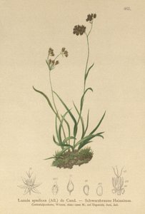 Alpeblomst (Luzula alpinopilosa, Luzula spadicea) af German School
