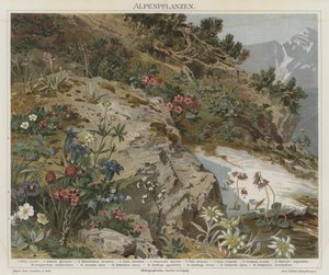 Alpine planter af German School