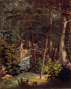 Amazonas regnskov, bord XXVII fra 