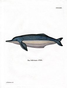 Amazon River Dolphin (farvet gravering) af German School